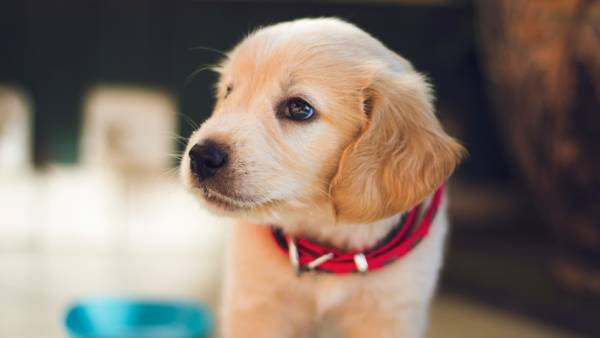 Slovensko chystá zákaz množíren psů