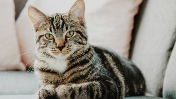 Nový lék pro kočky s onemocněním ledvin čeká na schválení