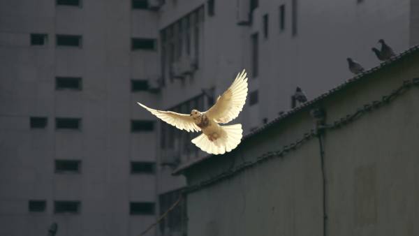 Írán souhlasí s příměřím USA a otevřením Hormuzského průlivu