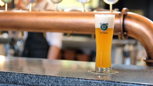 Pivo